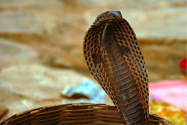 7. In 2006, a woman from India did something more interesting than marrying herself: She married a snake!