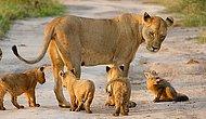Мама-львица спасла раненого лисенка от хищника-льва