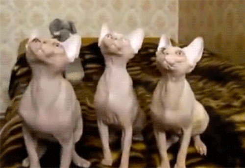 Winners of synchronized animals: CATS!!