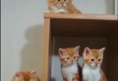 Winners of synchronized animals: CATS!!