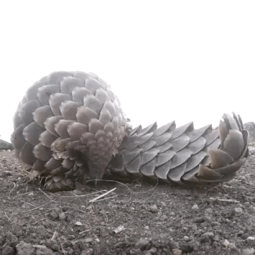 Artichoke-mammal; a.k.a. Pangolin! 😍😌