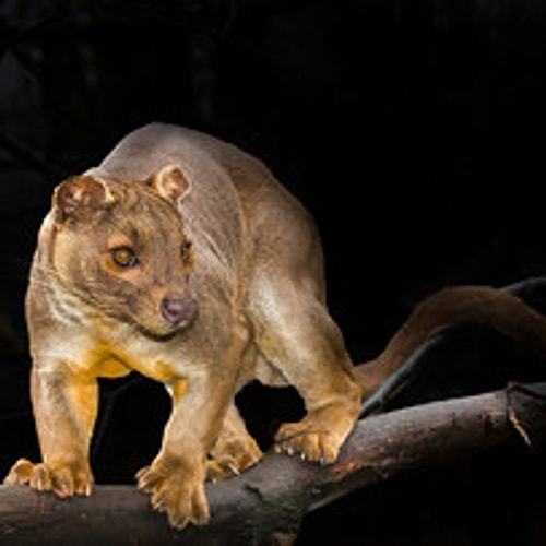 Fossa! 😍😍