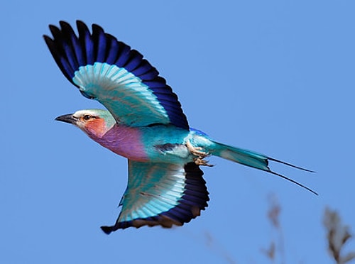 Lilac-Breasted Roller?