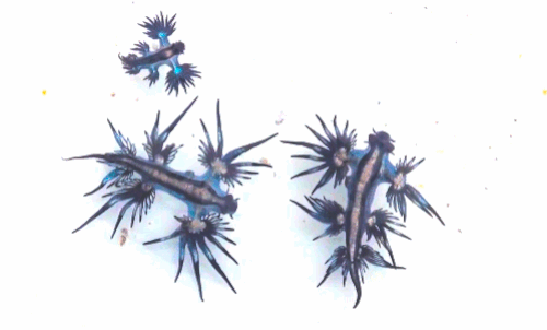 Glaucus Atlanticus o.O