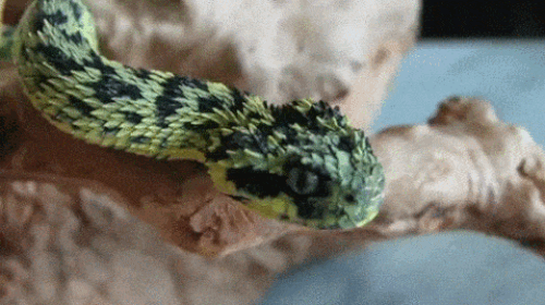 Bush Viper (!)