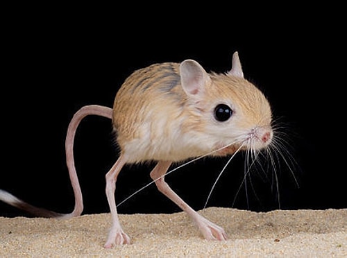Jerboa!