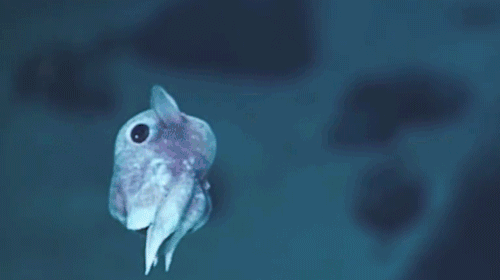 Dumbo Octopus! ^^