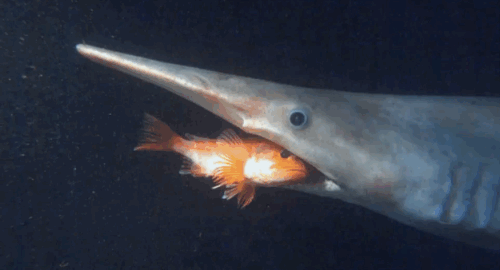 Cuteness aside: Goblin Shark 😱