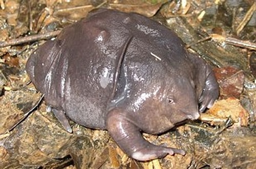 Indian Purple Frog^^