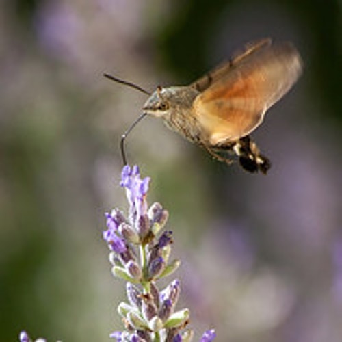 Hummingbird Hawk-Moth