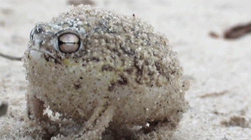 Desert Rain Frog