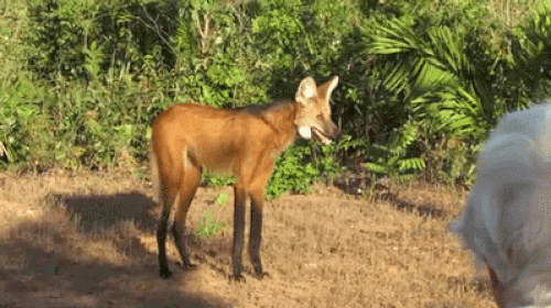 Maned Wolf!