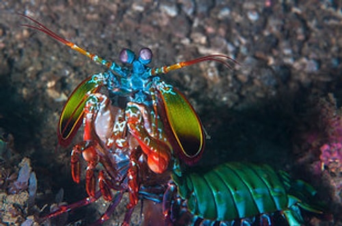 Mantis Shrimp