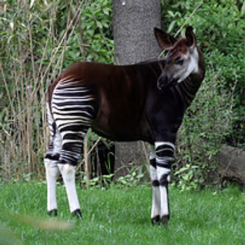 Okapi