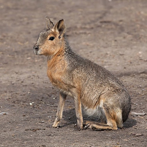 Patagonian Mara 😍