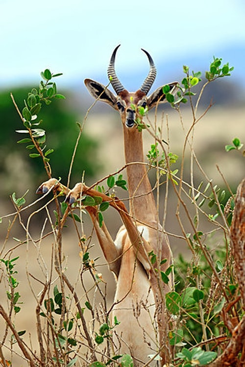 Gerenuk.