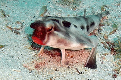 Red-Lipped Batfish