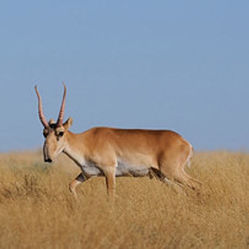 Saiga Antelope