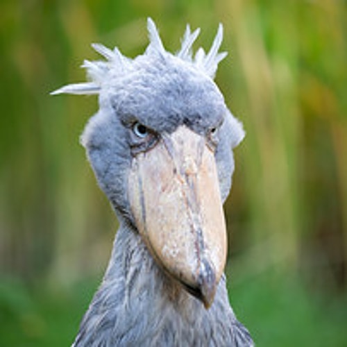 Shoebill