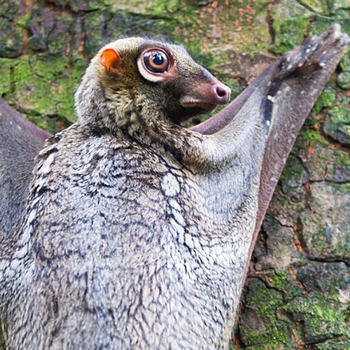 Sunda Flying Lemur