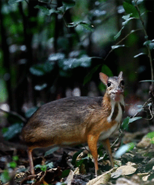 Chevrotain 😂😂