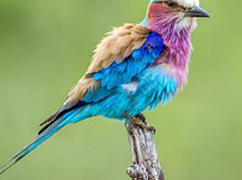 Lilac-Breasted Roller?