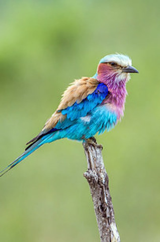 3. Lilac-Breasted Roller?