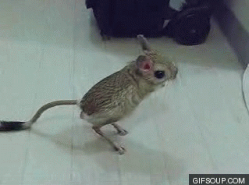 Jerboa!