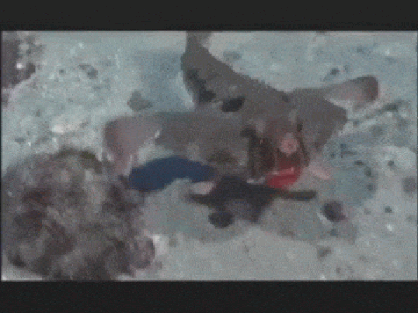 18. Red-Lipped Batfish