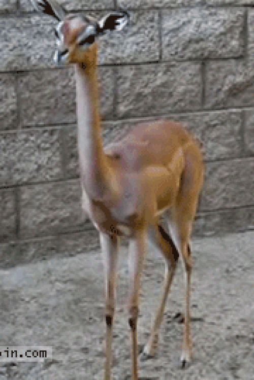 Gerenuk.