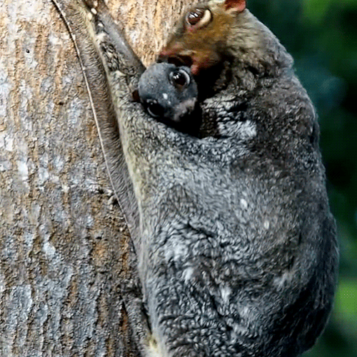 Sunda Flying Lemur