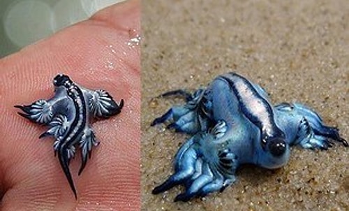Glaucus Atlanticus o.O