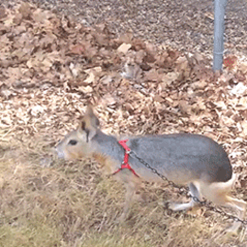 Patagonian Mara 😍