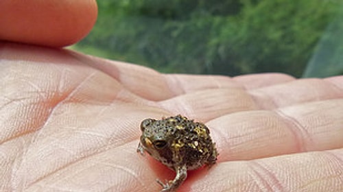 Desert Rain Frog