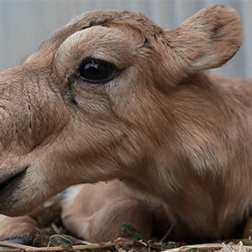 Saiga Antelope