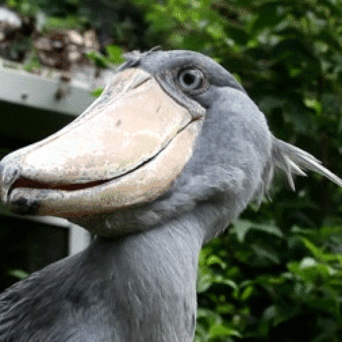 Shoebill