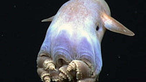 Dumbo Octopus! ^^
