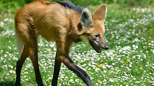 Maned Wolf!