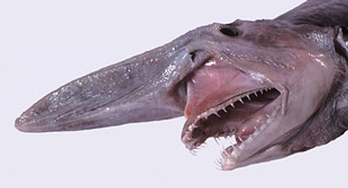 Cuteness aside: Goblin Shark 😱