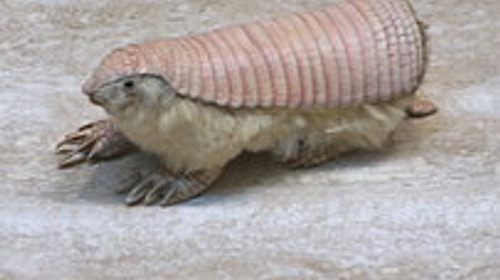 Pink Fairy Armadillo 😂😂