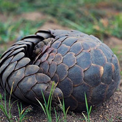 Artichoke-mammal; a.k.a. Pangolin! 😍😌