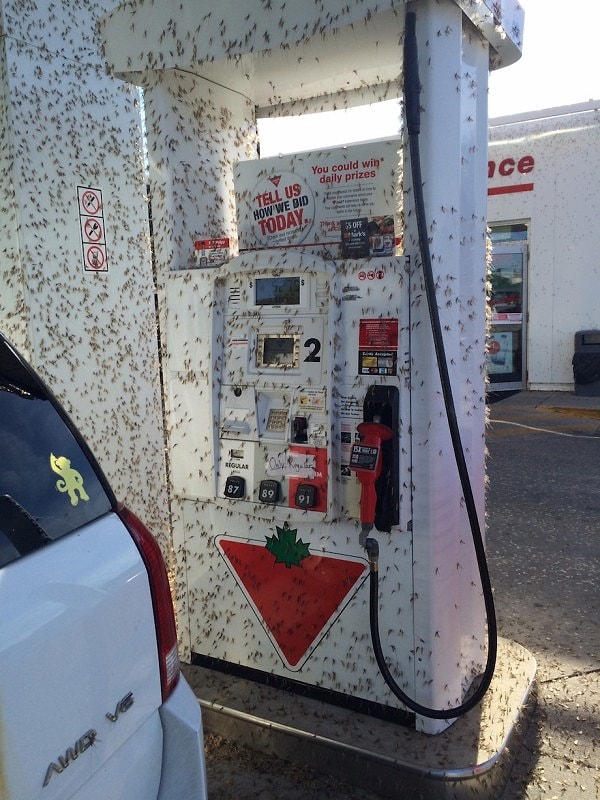 8. "А где служащие? Только не говорите, что мне придется выйти из машины".