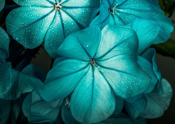 Цвет твоей души - Бирюзовый