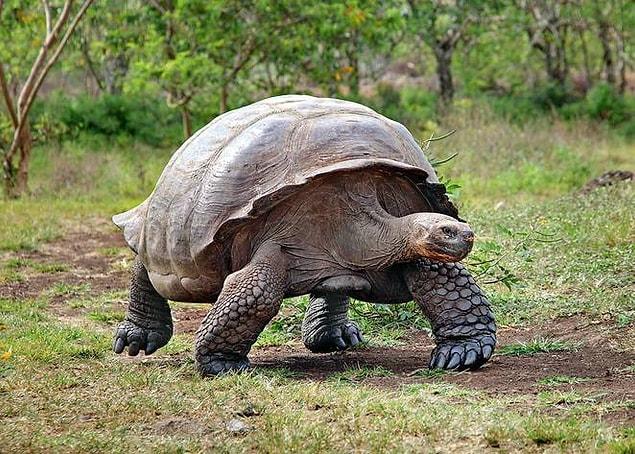 4. Galápagos tortoise- 180 years