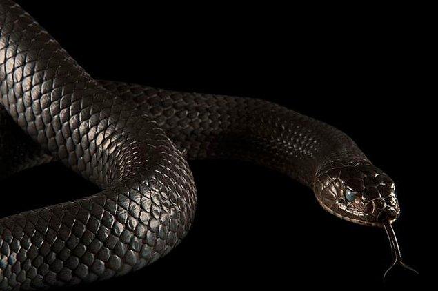 2. İnanışın aksine yılanlar dilleriyle koku almazlar. Sadece çevredeki koku moleküllerini toplarlar ve bunları Jacobson organına iletirler. Yılanların koku olayında dil, sadece bir aracıdır.
