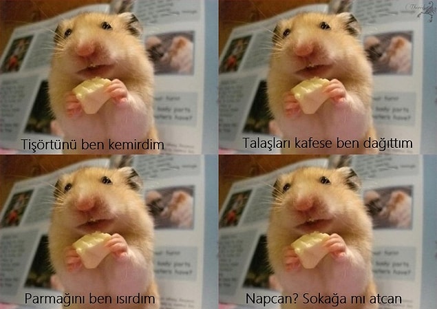 8. Hamster