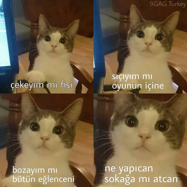 7. Kedi