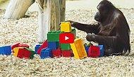 Орангутан собирает конструктор Лего