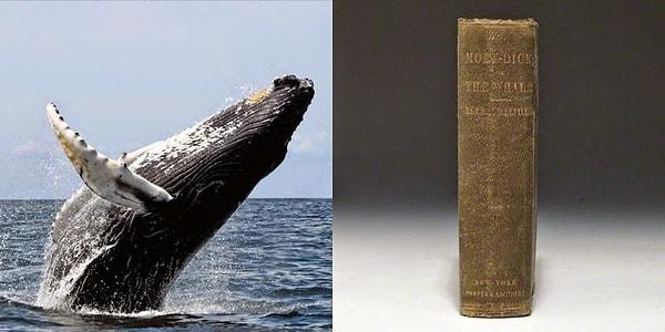 18. Dünyamızda, Moby Dick'in yazılmasından önce doğan ve hala yaşayan balinalar vardır.