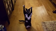 Teslim Ol Minnoş! Hiç Sebebi Yokken Patilerini Havaya Kaldıran Kedinin En Tatlış Kareleri